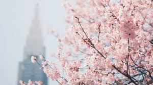 And so the spring buds burst, and so i gaze, and so the blossoms fall, and so my days.― Cherry Blossom Spring Desktop Wallpaper Photography Wallpaper Tumblr Photography