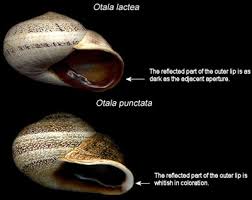 Turn the snail almost upside down and wait for it to start peaking out then look up under it's shell. Terrestrial Snails Affecting Plants In Florida