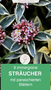 Immergrune Straucher Und Busche Mit Buntfarbigen Blattern In 2020 Winterharte Stauden Garten Sommerblumen