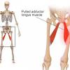 The groin consists of the area where the abdomen meets the legs and includes the structures of the perineum. 1