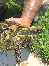 Image result for Hermannia eenii