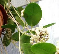 Image result for Glossostelma