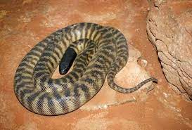 Fierce Snake Snake Snake Venom Inland Taipan