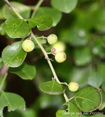 Image result for Scutia