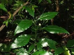 Image result for Justicia subcordatifolia