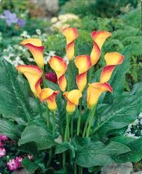 Topproductshop Com Seltene Blumen Stauden Pflanzen Bluhende Pflanzen