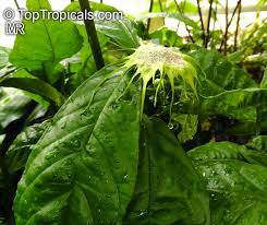 Image result for Dorstenia psilurus