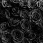 Black Rose Beauty from black-rose-beauty.square.site