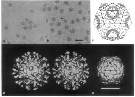 This is a most commonly occurring viral infection, affecting people. Cryoelectron Microscopy Of Human Rhinovirus Hrv 16 Particles And Download Scientific Diagram