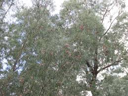 Maybe you would like to learn more about one of these? Tree Spotlight Red Ironbark Eucalyptus Canopy Canopy