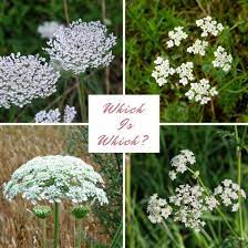 How To Identify Queen Anne S Lace Wild Carrot Queen Annes Lace Queen Anne S Lace Flowers Hogweed Plant