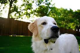 How to train my dog to stop barking. Train Your Great Pyrenees To Stop Barking When You Don T Want Fido To Speak For Love Of Livestock