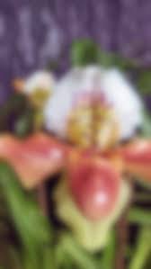 Image result for Disperis dicerochila