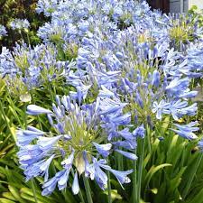 Agapanthus Or Lily Of The Nile These Are Everywhere In Palo Alto Http En Wikipedia Org Wiki Agapanthus Agapanthus Pretty Plants Beautiful Gardens