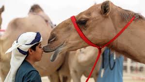 Camel festival 2019 king abdulaziz. Camels Kicked Out Of Saudi Beauty Pageant For Botox Use