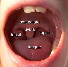 Ulva in throat