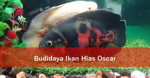 Berikut ini makalah budidaya ikan hias. Budidaya Ikan Hias Oscar