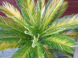 Maybe you would like to learn more about one of these? The Urban Gardener Backyard Revisited Part 4 Sago Sago The Lone Writer Shannon Yarbrough