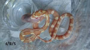 Wąż zbożowy odmiana bloodred (1.5 roku, ok 1 metr), heterodon… Waz Zbozowy Butter Hurricane Kurier 7509421091 Oficjalne Archiwum Allegro