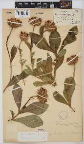 Image result for Vernonia gerberiformis