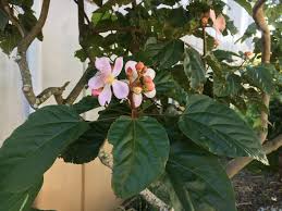 Image result for Bixa orellana