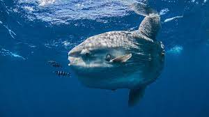 Top 10 Most Weirdest Animals On Earth 3rank