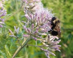 Image result for Sorghastrum fuscescens