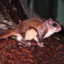 Professional wildlife & pest control experts. Flying Squirrel Removal In Bergen County Nj