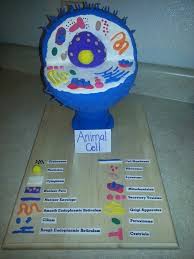 Building a cell model should deepen your understanding of the cell and all of its distinct parts. Pin On Science Projects