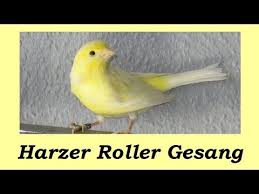 Harzer Roller Gesang Gesangskanarien Canarysong Edelroller 4 Youtube Cantando Pajaros
