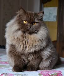 Photo Chat De Race British Longhair Hamish Des Blue S Lover Races De Chats Chats Adorables Beaux Chats