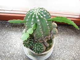 Different species work better with different methods but a brief cactus grafting guide follows with basic instructions on how to graft a cactus in. Grafting Cacti And Other Succulents 3 Steps Instructables