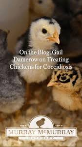 However, to this day we have not lost one. Murray Mcmurray Hatchery Murraymcmurray Profile Pinterest