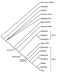Image result for Humularia minima