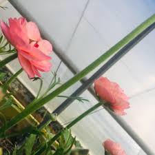 Farmers' markets around white oak, pa. Pinewood Posies Home Facebook