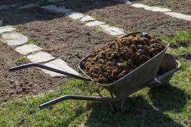 We did not find results for: Horse Manure As Fertilizer Effect And Use In The Garden Gardender