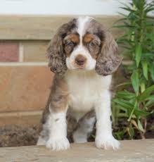 Black And Tan Cocker Spaniel Puppies For Sale Scotland Dogs Image By Sue Braswell Spaniel Puppies Cocker Spaniel Puppies Lancaster Puppies