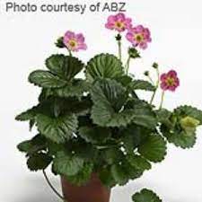 Otherwise, treat it as a perennial, and sow at any time, expecting strawberries from the second year. Berri Basket Hot Pink Strawberry
