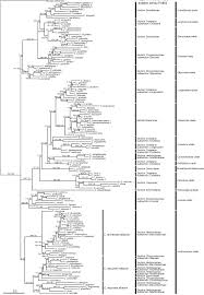 Image result for Crotalaria heidmannii