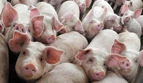 Anunţaţi imediat medicul veterinar în caz de sacrificare, îmbolnăvire sau moarte a. Simptomele Pestei Porcine Africane Cum Identificam Boala La Animalele Din Gospodaria Noastra Stiriagricole Ro