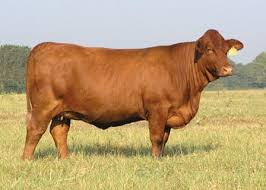 Beefmaster Is A Breed Of Beef Cattle That Was Developed In The Early 1930s By Tom Lasater From A Crossing Of Herefor Cattle Ranching Beef Cattle Cattle Farming