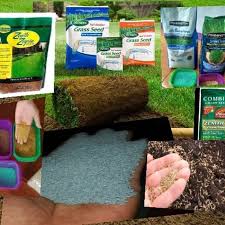 Harga rumput gajah mini per meter diindonesia sangatlah beragam. Benih Biji Rumput Taman Dan Lapangan Shopee Indonesia