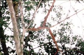 Image result for Apodanthaceae