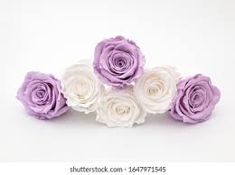 نتیجه جستجوی لغت [lila] در گوگل