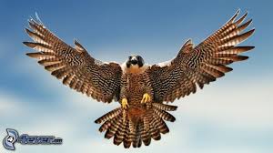 Falke Flugel Falke Tier Wallpaper Wanderfalke