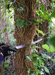 Old houses scare my husband, so before and after purchase he is going to demonstrate how to remove ivy from a tree. How To Remove English Ivy Trees Atlanta