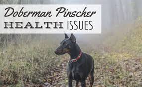 Doberman Pinscher Health Issues Know What To Look For Caninejournal Com