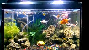 Harga filter media 12 in 1 penjernih air 500gr rumah bakteri aquarium. 30 Gambar Desain Aquarium Air Tawar Mewah Dan Menimalis Desain Id