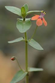 Image result for Anagallis barbata