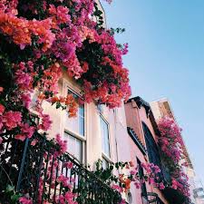 Hey There Love Follow Sophiamaeokay For More Pins Like This One Beautiful Flowers Planting Flowers Plants